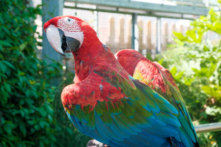 beautiful specimen parrot ara chloropterus in aviary. High quality photoの写真素材