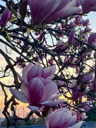 freshly blossomed magnolia flowers on tree. High-quality photoの写真素材