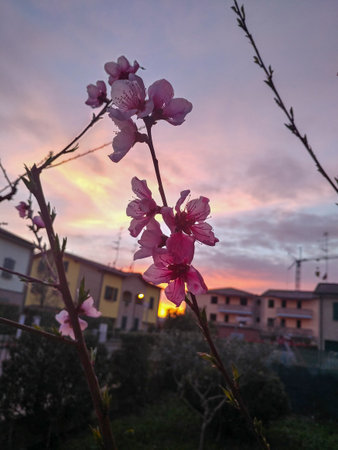 almond blossom at sunset in spring. High-quality photoの写真素材