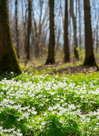 Spring Forest Glade With White Spring Flowers And Spring Trees On A Sunny Day. Happy Easter Morning....