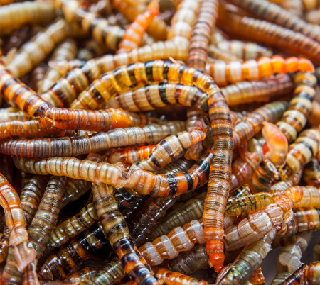 Mealworms used for fishing bait. High-quality photo
