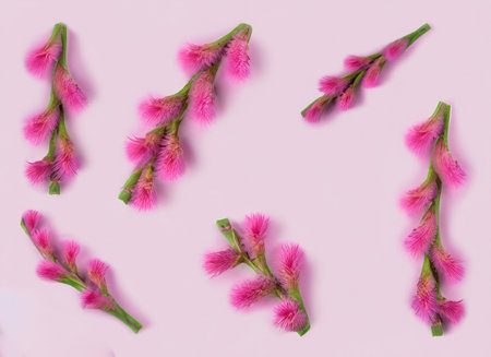 Pink mimosa flowers on pink background. Flat lay, top viewの素材