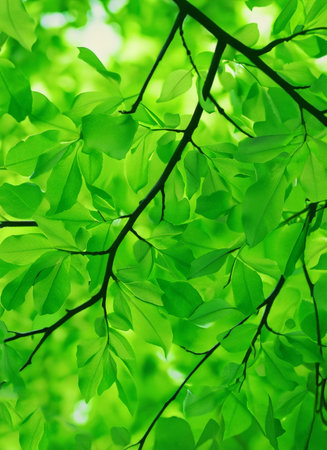 green leaves background in sunny day with bokeh and copy spaceの素材