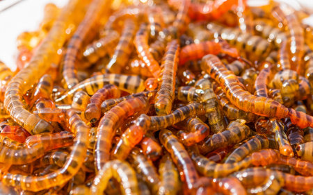 Close-up of red worms in a container for sale in a marketの素材