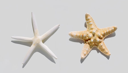 Two starfishes on a white background, close-up.の素材