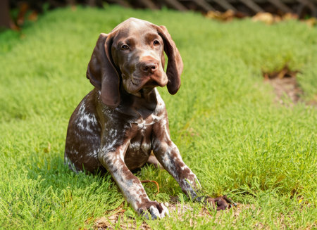 German shorthaired pointer puppy sitting on the grass and looking at the cameraの素材