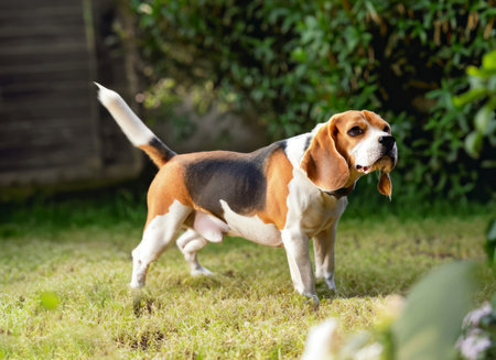 Beagle dog playing in the garden. Selective focus on the dogの素材