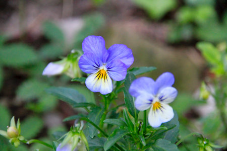 pansy perennial in green lawn High quality photo