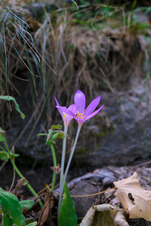 Autumn colchicus Colchicum autumnale in flowering meadow. High-quality photoの写真素材