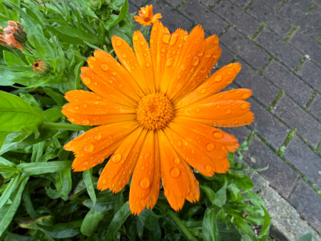 orange gerbera wet from light rain. High-quality photoの写真素材