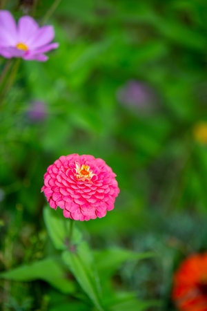 Red dahlia flower in the green garden. High-quality photoの写真素材