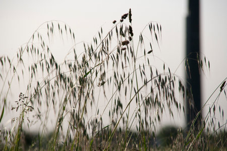 sunset with tall grass in silhouette. High quality photoの写真素材