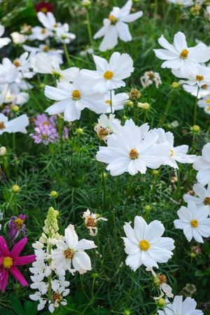 Pure White Bipinnatus Sensation Cosmos Flower. High quality photoの写真素材