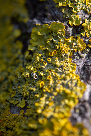 green lichens on tree bark. High quality photoの写真素材