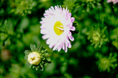 A close up of a terrestrial plants pink and white flower with magenta petals and a yellow center, a beautiful herbaceous plant found in grass or groundcover areasの写真素材