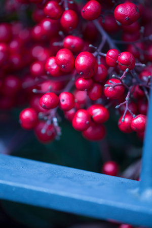 A cluster of vibrant red berries dangles from a tree branch, symbolizing natures bounty of seedless fruit. These delicious fruits are a natural food source and grow on flowering plantsの写真素材