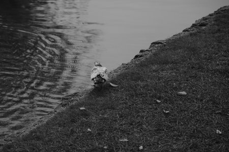 A monochrome photo of a pigeon bird, with ruffled feathers and pointed beak, sitting on a rock near water. Wildlife event captured in black and whiteの写真素材