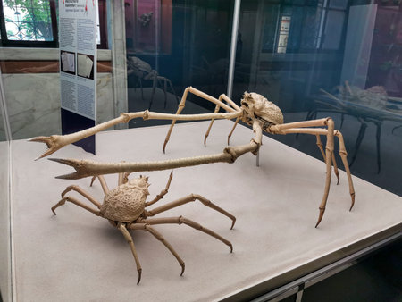 Two crab skeletons are exhibited on a table, representing arthropods and invertebrates. The display...