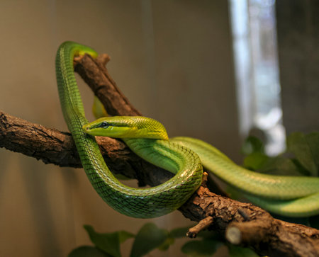 A green snake, specifically a Smooth Greensnake, is perched on a tree branch in a macro photography shot. It is a terrestrial animal seen in its natural habitatの写真素材