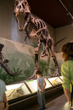 In a museum, a young boy stands mesmerized by the skeleton of a dinosaur, his eyes filled with wonder and curiosityの写真素材