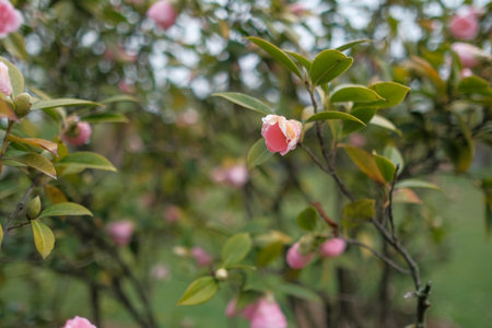 A majestic tree showcasing beautiful purple flowers contrasting with the backdrop of a cloudy sky, creating a serene and picturesque natural landscapeの写真素材