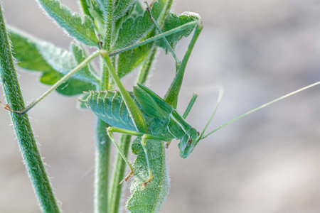 A vibrant green grasshopper perches gracefully on a lush green plant, blending in seamlessly with its surroundingsの写真素材