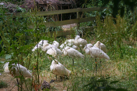 A flock of beautiful white birds is quietly standing in the lush green grass near a rustic wooden fence that adds charm to the sceneの写真素材