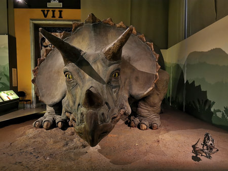A triceratops, the impressive dinosaur, is currently being showcased prominently in front of a sign that clearly states the number viiの写真素材