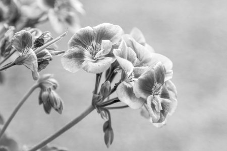 This is a closeup image showing vibrant pink and red flowers beautifully arranged within a pot, highlighting their stunning colors and detailsの写真素材