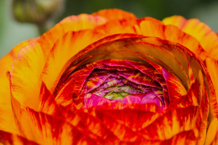 This is a detailed closeup view of an orange flower that possesses a beautiful pink center, showing...
