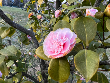 A beautiful pink flower is surrounded by vibrant green leaves on a tree, creating a stunning natural display of color and lifeの写真素材