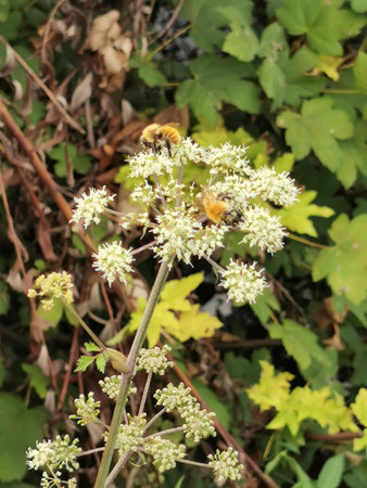 A bee is perched delicately on a flower, with vibrant yellow leaves creating a beautiful backdrop in...
