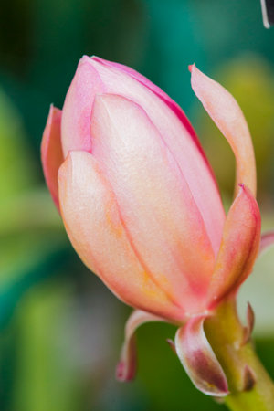 Here is a beautiful closeup view of a delicate pink flower bud perched gracefully upon a slender green stem, showing natures beautyの写真素材