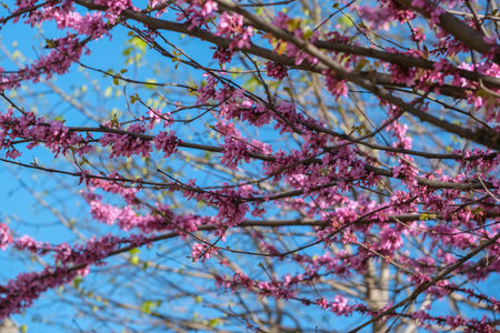A magnificent tree adorned with vibrant pink flowers set against a clear blue sky creates a stunning...