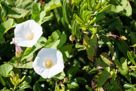 Two lovely white flowers are beautifully surrounded by vibrant green leaves that enhance their...