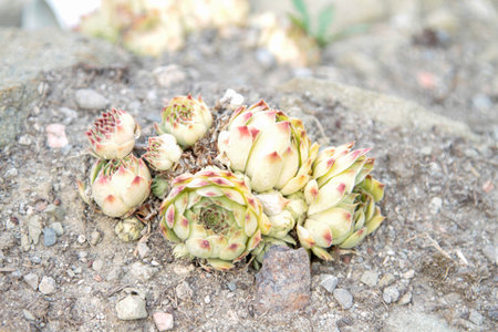 A small plant adorned with vibrant red spots is emerging from the ground, showcasing its distinctive features and adding beauty to the environmentの写真素材