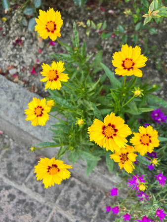 A vibrant bunch of beautiful yellow flowers that feature striking red centers, creating a stunning...