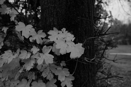 This is a striking black and white photograph showing a bush adorned with delicate white flowers and...