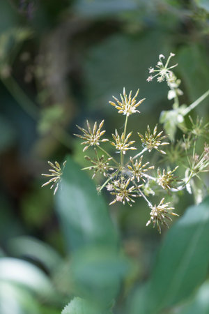 A close up of a terrestrial plant with white flowers and green leaves. This groundcover is a...