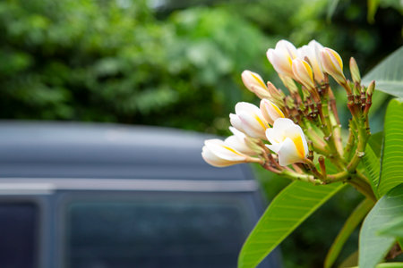 This image features a detailed closeup of a vibrant flower, with a car parked in the background that adds context and depth to the sceneの写真素材