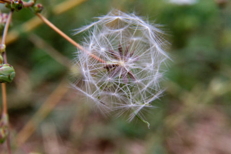 Here is a captivating closeup image of a delicate dandelion beautifully set against a vibrant green...