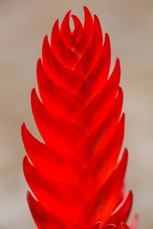This image features a captivating closeup of a vibrant red flower beautifully set against a lush...