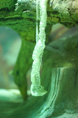 snake skin, attached to a branch of a terrarium. High quality photo