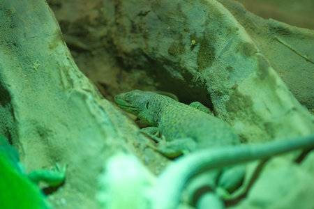 A vibrant green lizard is comfortably sitting atop a smooth rock in the warm sandy area, enjoying...