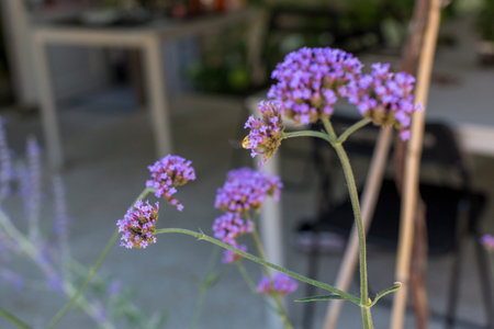 The image showcases a closeup view of a vibrant purple flower, with a well-furnished table and a set...