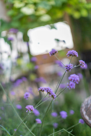 The image showcases a closeup view of a vibrant purple flower, with a well-furnished table and a set of chairs situated in the backgroundの写真素材