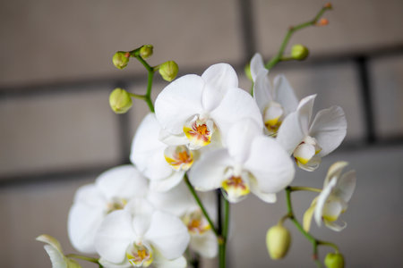 A beautiful bunch of delicate white flowers that have bright yellow centers, creating a stunning visual appeal and charmの写真素材