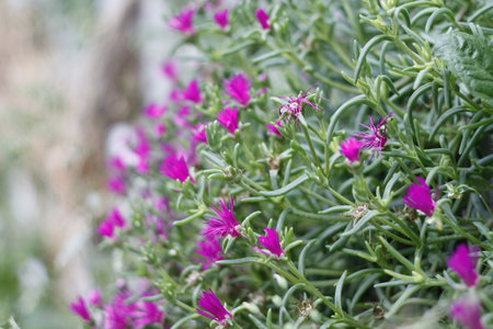 This image captures a detailed closeup of a bush adorned with vibrant pink flowers and lush green leaves that complement each other beautifullyの写真素材