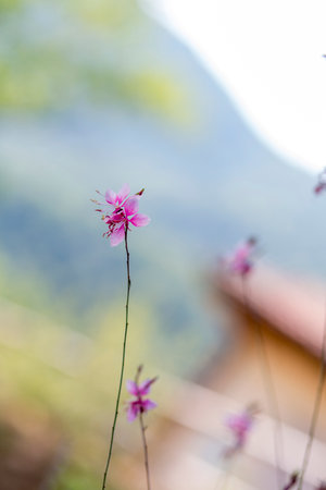 This is a close up photograph of a beautiful pink flower showing its intricate details, with a softly blurry background enhancing its appearanceの写真素材