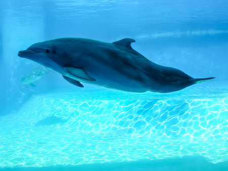 A dolphin is gracefully swimming in a large and spacious tank filled with clear water, showcasing its agility and playful natureの写真素材